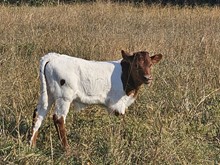 Bull calf 1