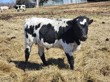 Bull calf 3