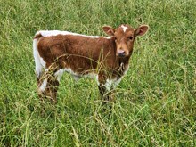 Rose heifer