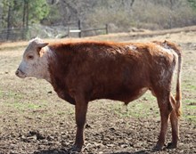 Bull calf 2025 1