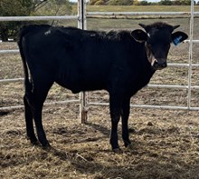 HVH SHEZA DARK SPELL