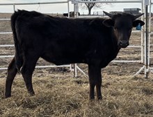 BCK SHEZA DARK SPELL