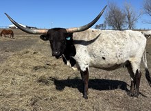 BCK Titan's Love Spell