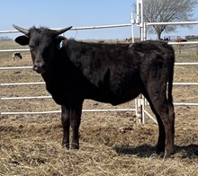 BCK SHEZA DARK SPELL