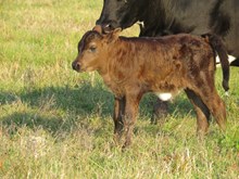 Awesom Cowgirl bull calf