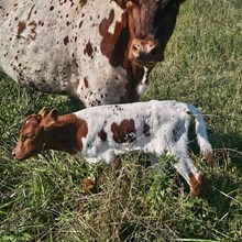Heifer 2